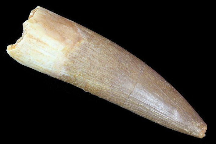Fossil Plesiosaur (Zarafasaura) Tooth - Morocco #81932